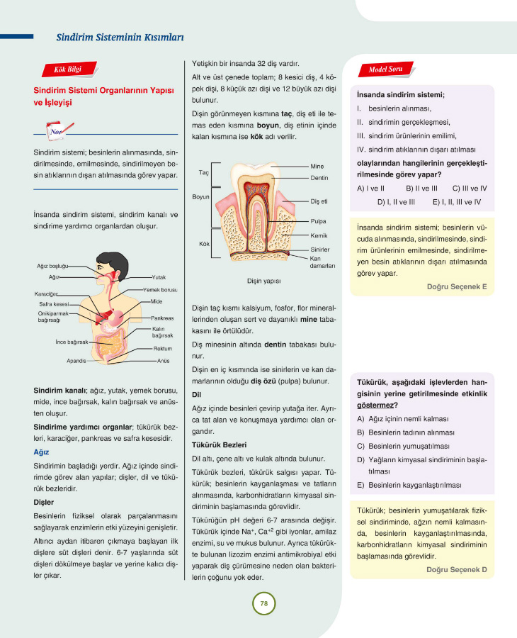 11 Sinif Biyoloji Kok Konu Anlatimli Puan Yayinlari 9786052252475